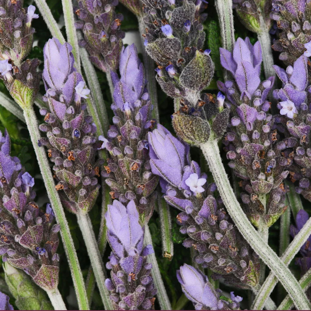 Dr Bronner's Calming Lavender Bundle